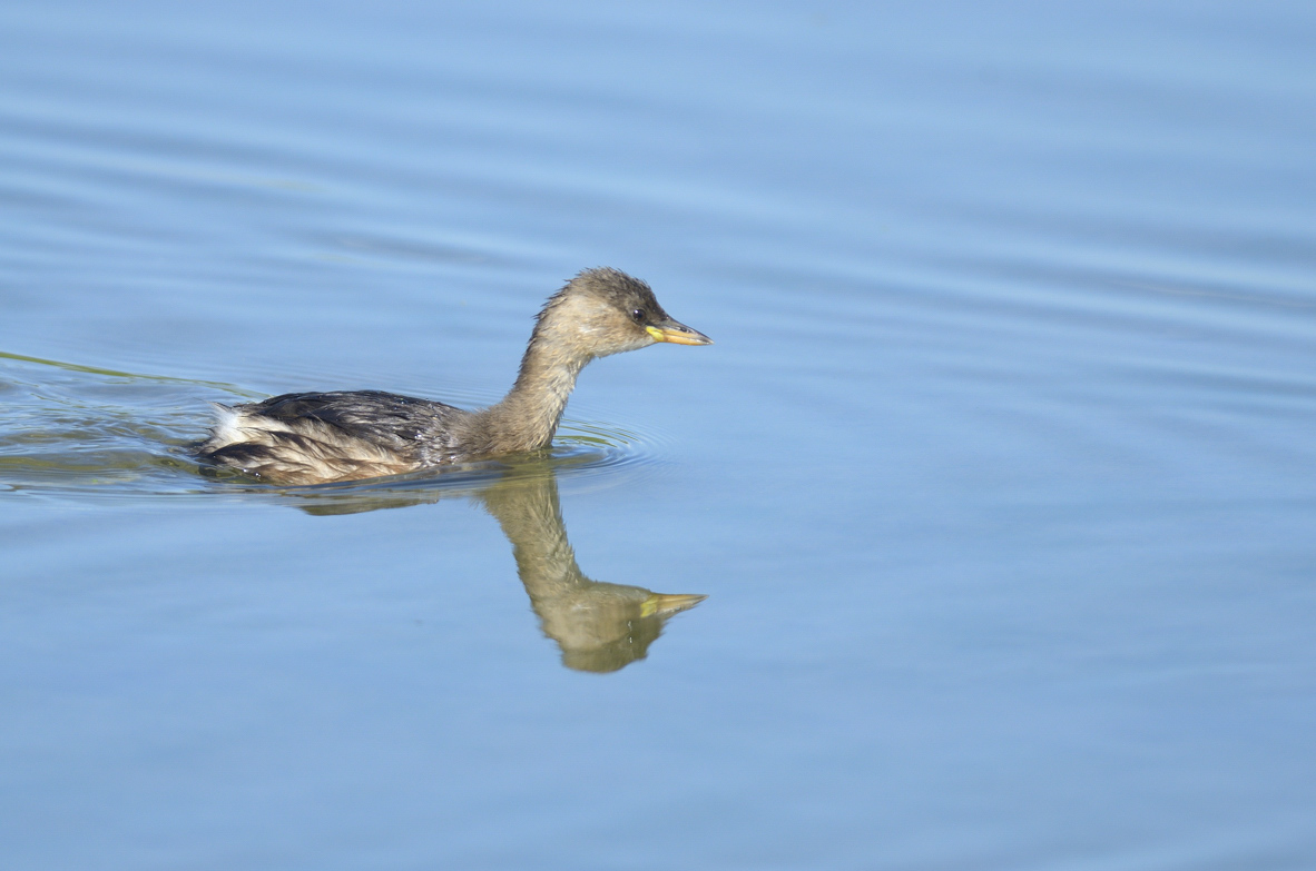 Mattinata al Centro cicogne